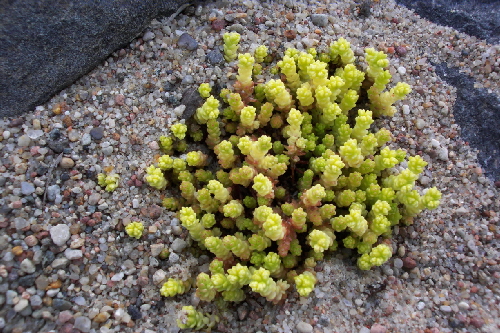 sedum acre cv.yellow queen